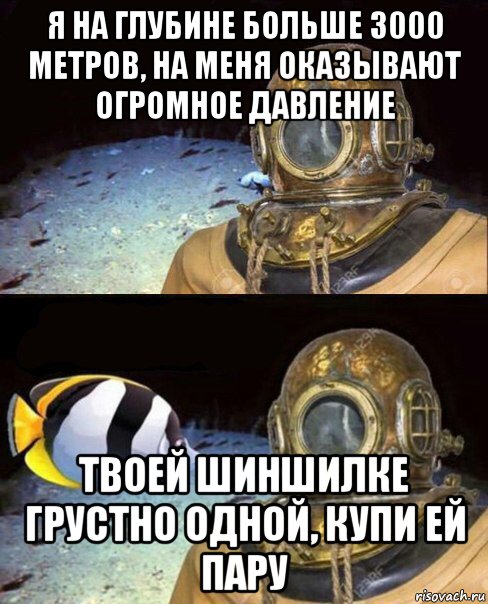 я на глубине больше 3000 метров, на меня оказывают огромное давление твоей шиншилке грустно одной, купи ей пару