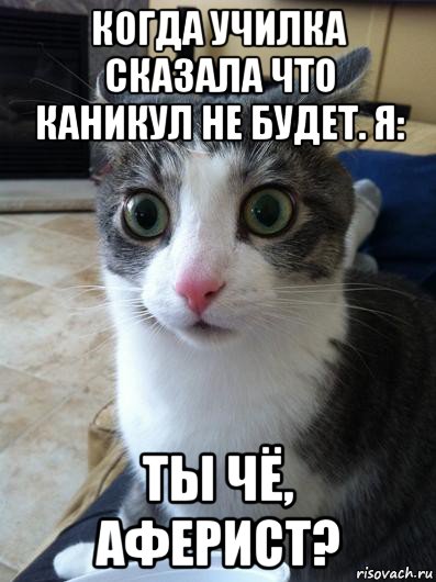 когда училка сказала что каникул не будет. я: ты чё, аферист?, Мем Внезапный кот