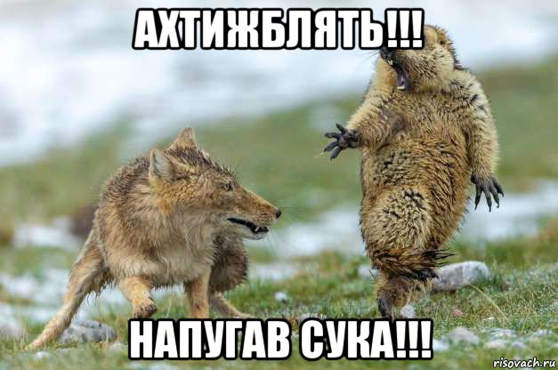 ахтижблять!!! напугав сука!!!, Мем Волк и суслик