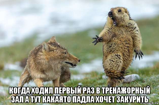  когда ходил первый раз в тренажорный зал а тут какаято падла хочет закурить, Мем Волк и суслик