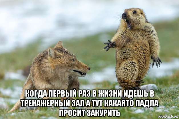  когда первый раз в жизни идешь в тренажерный зал а тут какаято падла просит закурить, Мем Волк и суслик