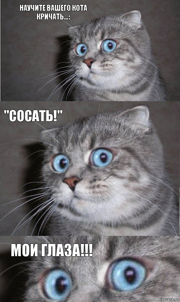 Научите вашего кота кричать...: "СОСАТЬ!" МОИ ГЛАЗА!!!, Комикс  котейка