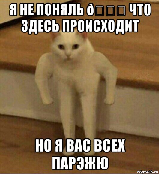 Мем  Полукот