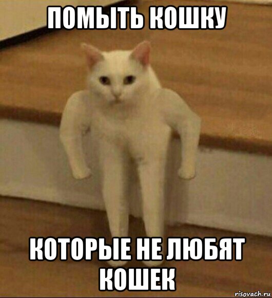 помыть кошку которые не любят кошек, Мем  Полукот