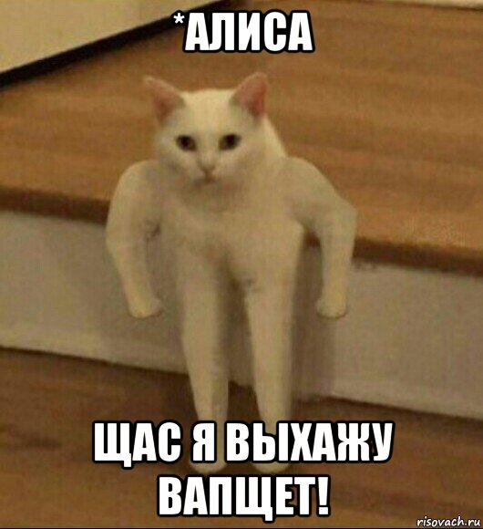 *алиса щас я выхажу вапщет!, Мем  Полукот