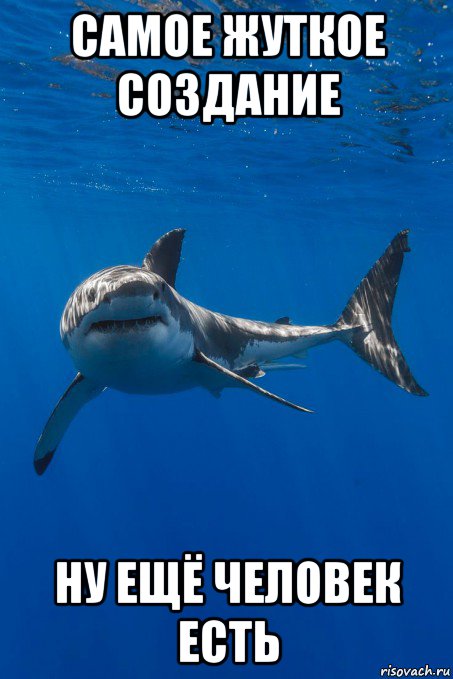 Пон акула мем. Акула Мем. Мемы про акул. Пон Мем с акулой. Белая акула Мем.