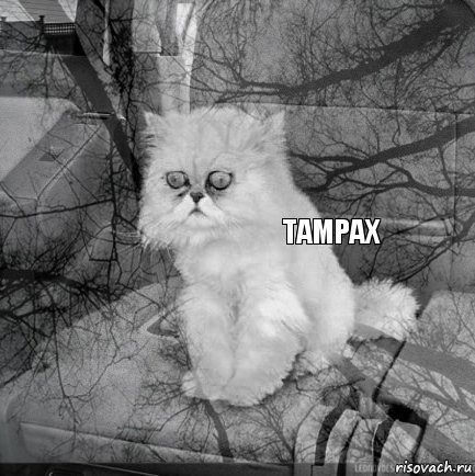          Tampax, Комикс  кот безысходность