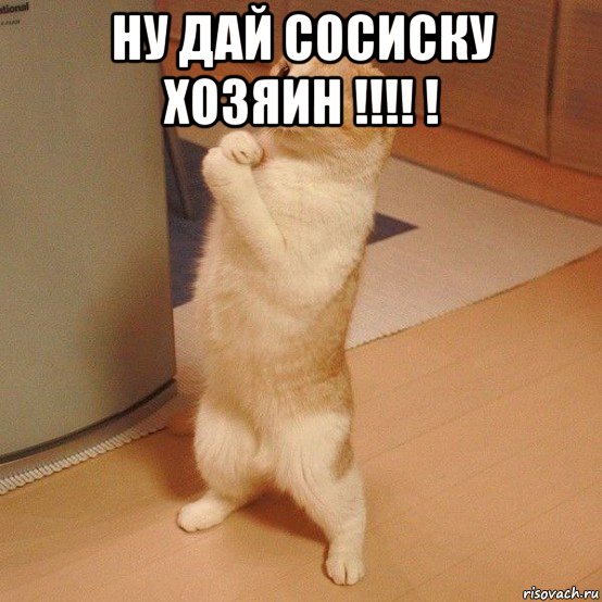 ну дай сосиску хозяин !!!! ! 