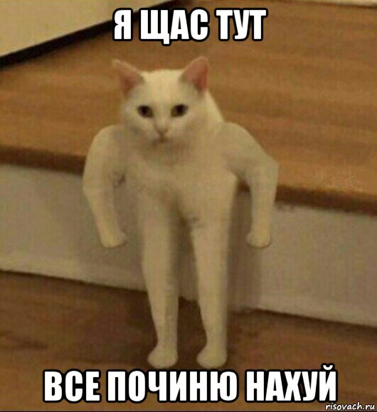 я щас тут все починю нахуй, Мем  Полукот