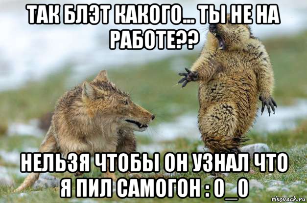 так блэт какого... ты не на работе?? нельзя чтобы он узнал что я пил самогон : 0_0, Мем Волк и суслик