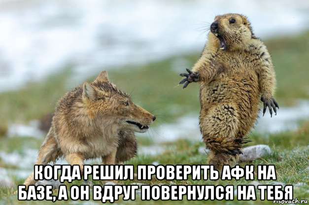  когда решил проверить афк на базе, а он вдруг повернулся на тебя, Мем Волк и суслик