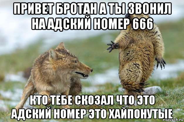 привет бротан а ты звонил на адский номер 666 кто тебе скозал что это адский номер это хайпонутые, Мем Волк и суслик