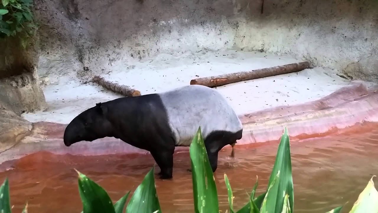 Tapir Fuck