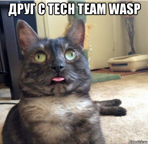 друг с tech team wasp , Мем   Кот завис