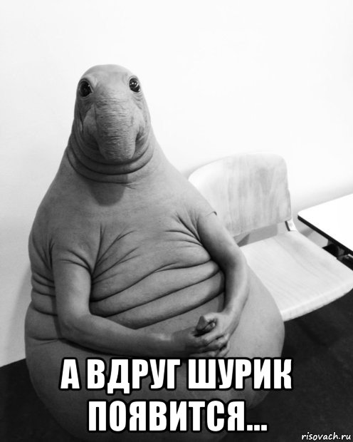  а вдруг шурик появится..., Мем  Ждун