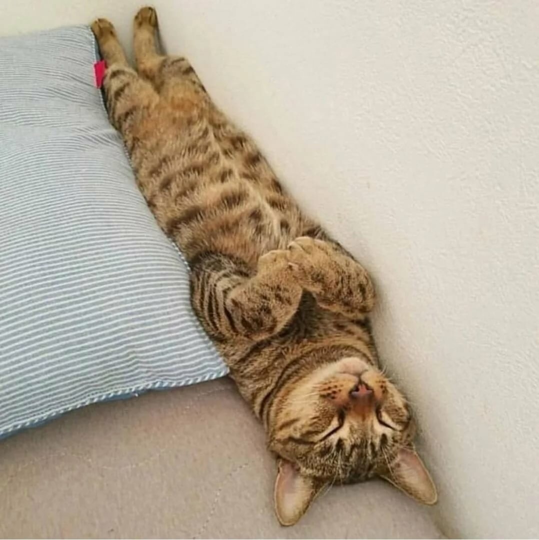 кот упал с дивана