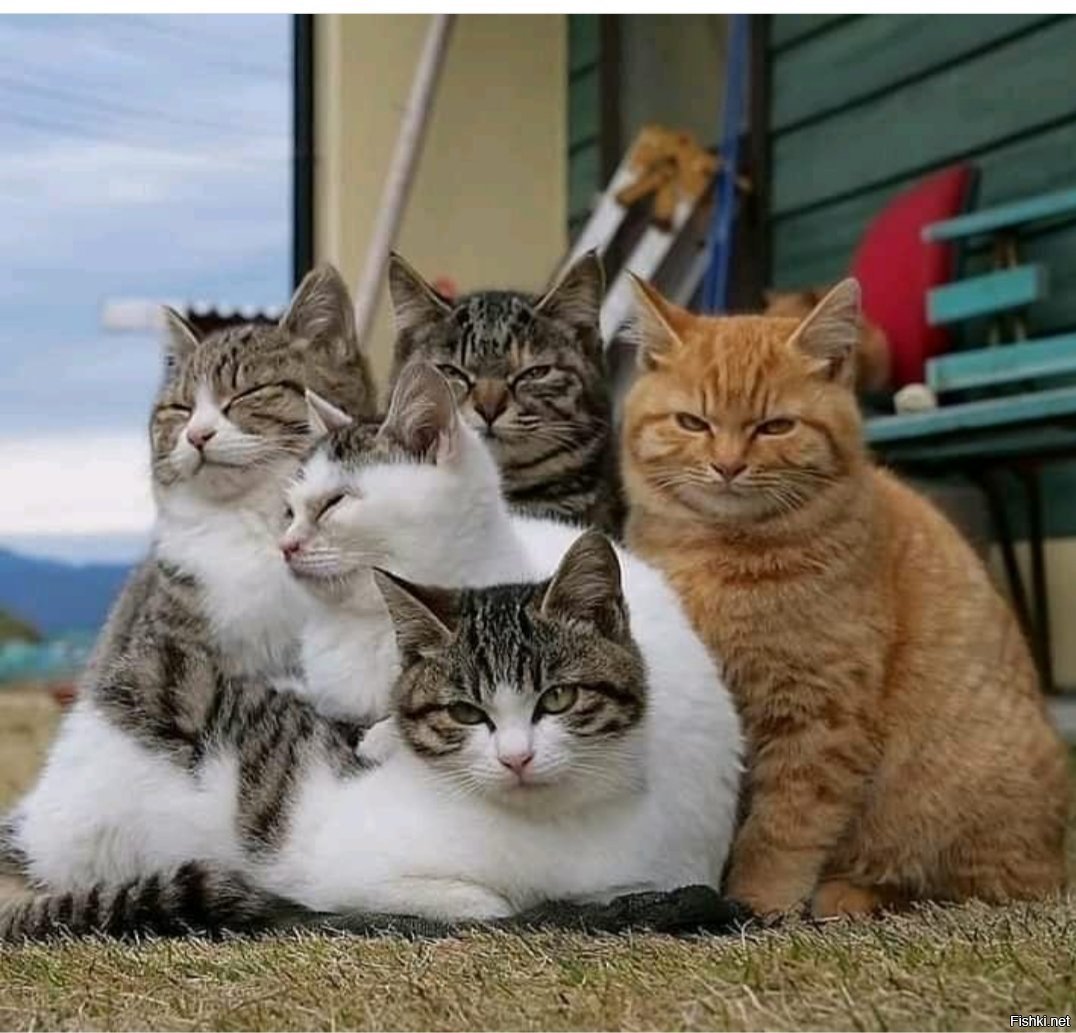 4 кота. Кошачья банда. Четыре кота. Четверо котов. Группа кошек.