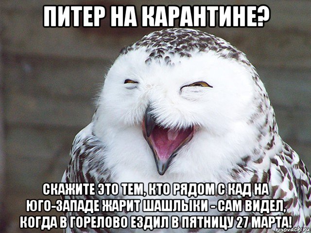 питер на карантине? скажите это тем, кто рядом с кад на юго-западе жарит шашлыки - сам видел, когда в горелово ездил в пятницу 27 марта!