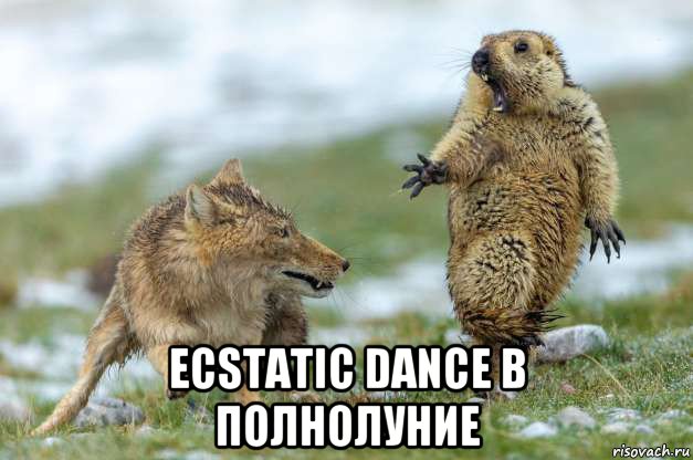  ecstatic dance в полнолуние, Мем Волк и суслик