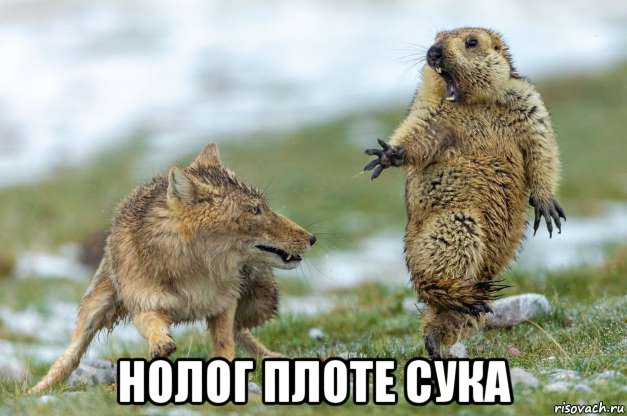  нолог плоте сука, Мем Волк и суслик