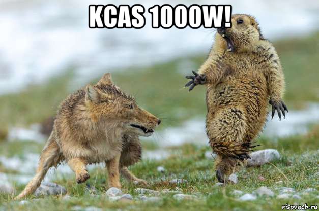 kcas 1000w! , Мем Волк и суслик