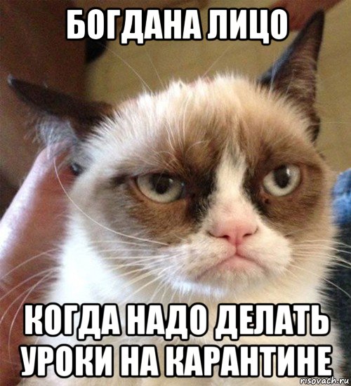 богдана лицо когда надо делать уроки на карантине, Мем Грустный (сварливый) кот