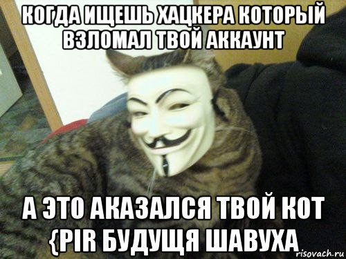 когда ищешь хацкера который взломал твой аккаунт а это аказался твой кот {pir будущя шавуха