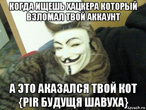 когда ищешь хацкера который взломал твой аккаунт а это аказался твой кот {pir будущя шавуха}