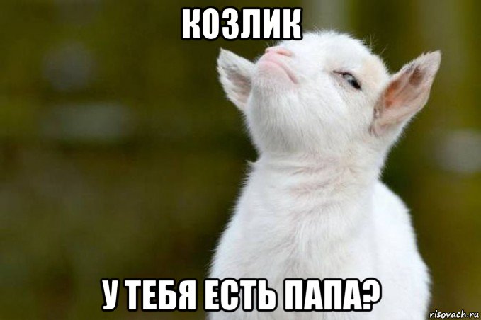 козлик у тебя есть папа?