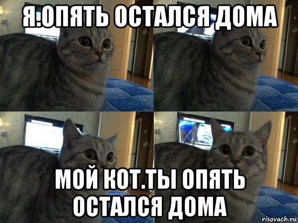 я.опять остался дома мой кот.ты опять остался дома