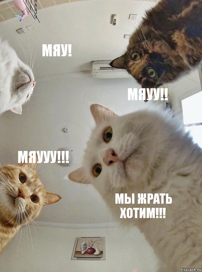 мяу! мяуу!! мяууу!!! Мы жрать хотим!!!, Комикс  Наташа мы все уронили