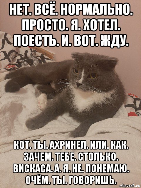 Нормальную просто. Кот гений. Я кот. Гениальные коты. Гениально котики.