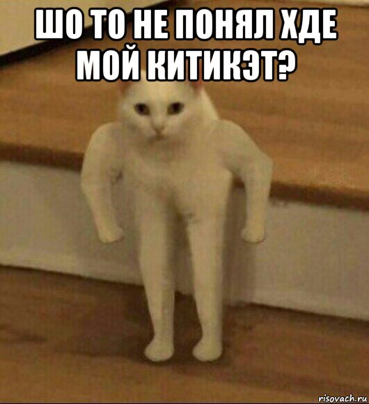 шо то не понял хде мой китикэт? , Мем  Полукот