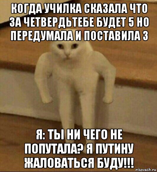 когда училка сказала что за четвердьтебе будет 5 но передумала и поставила 3 я: ты ни чего не попутала? я путину жаловаться буду!!!, Мем  Полукот