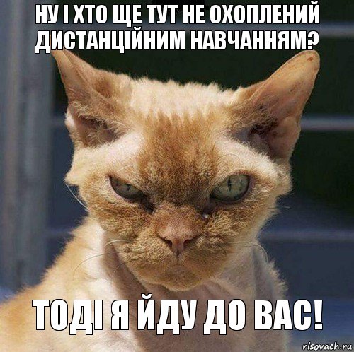 Ну і хто ще тут не охоплений дистанційним навчанням? Тоді я йду до вас!, Комикс  злой кот