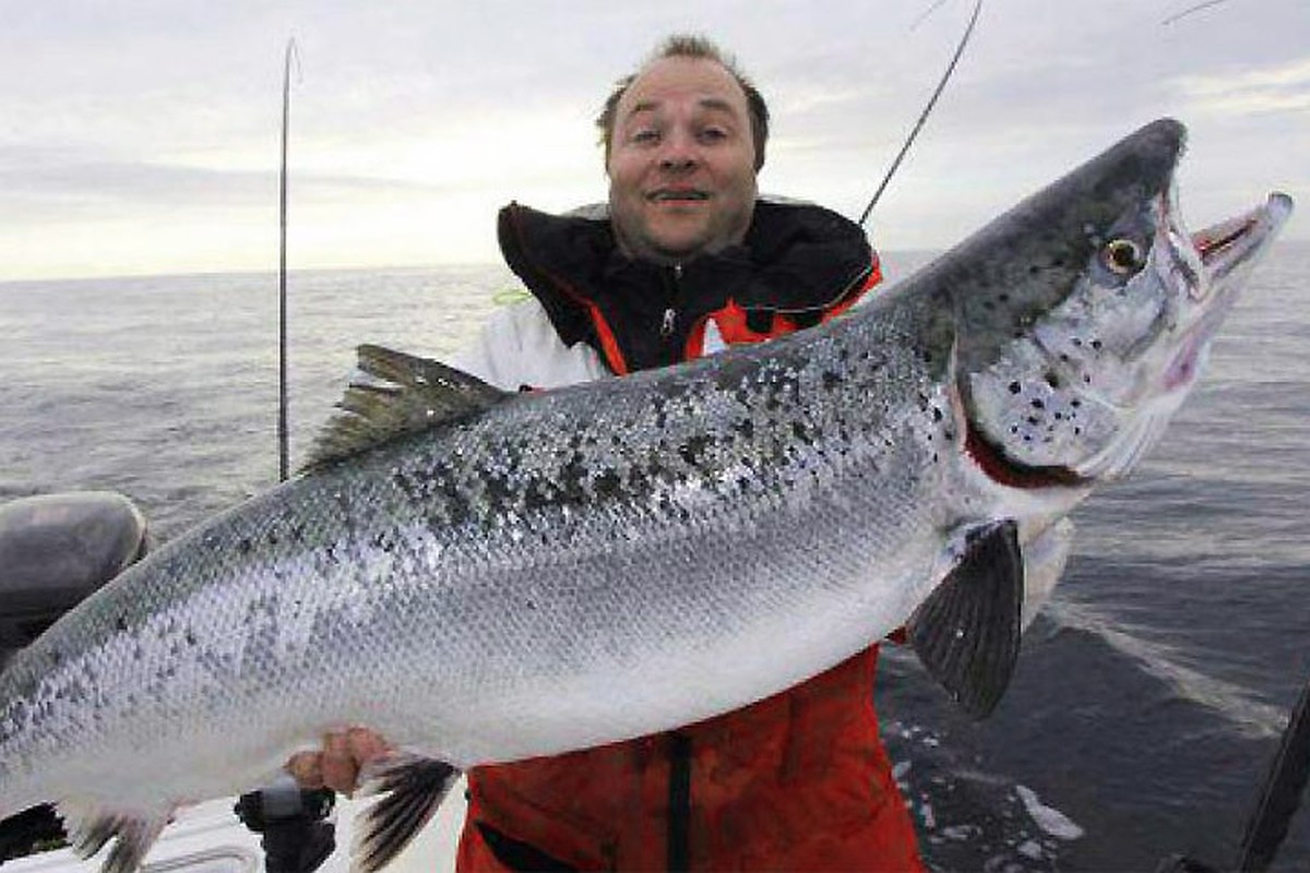 Рыбы Норвежская лосось