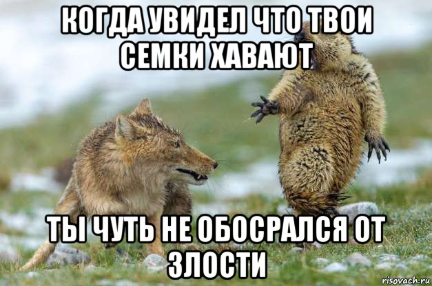 когда увидел что твои семки хавают ты чуть не обосрался от злости, Мем Волк и суслик