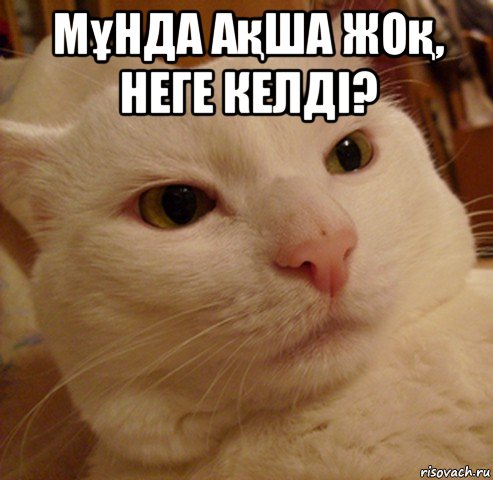 мұнда ақша жоқ, неге келді? , Мем Дерзкий котэ