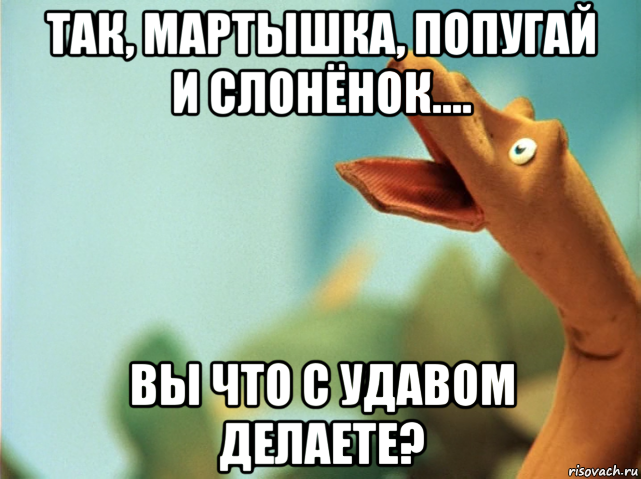 Удава мерили попугаями. Удав мемы. Мем мой удав