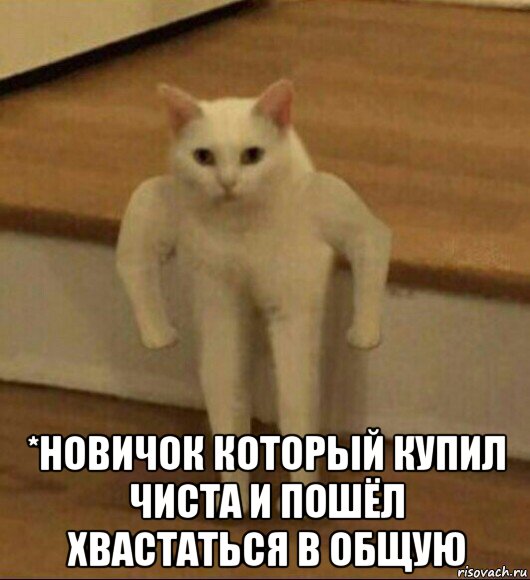  *новичок который купил чиста и пошёл хвастаться в общую, Мем  Полукот