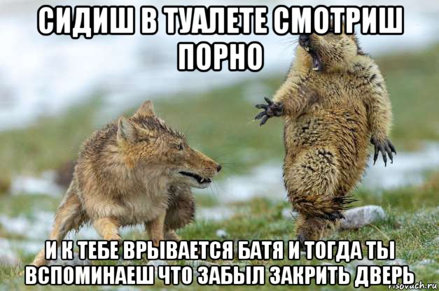 сидиш в туалете смотриш порно и к тебе врывается батя и тогда ты вспоминаеш что забыл закрить дверь, Мем Волк и суслик