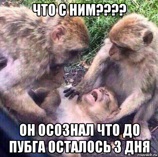 что с ним???? он осознал что до пубга осталось 3 дня, Мем Обезьяны