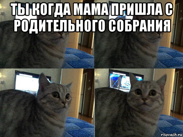 Мама приходит с собрания. Мемы с котами. Мемы про котов. Кот мама Мем. Мемы с котиками для мамы.