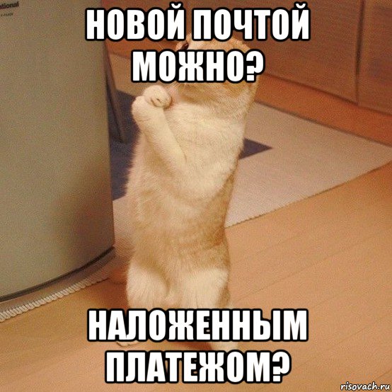 новой почтой можно? наложенным платежом?, Мем  котэ молится