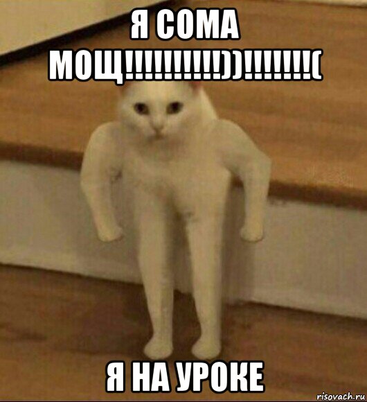 я сома мощ!!!!!!!!!!))!!!!!!!( я на уроке, Мем  Полукот