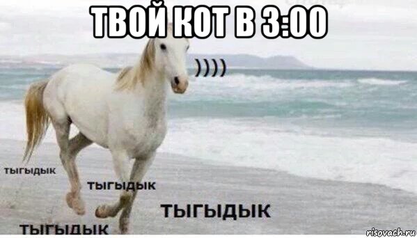 твой кот в 3:00 , Мем   Тыгыдык