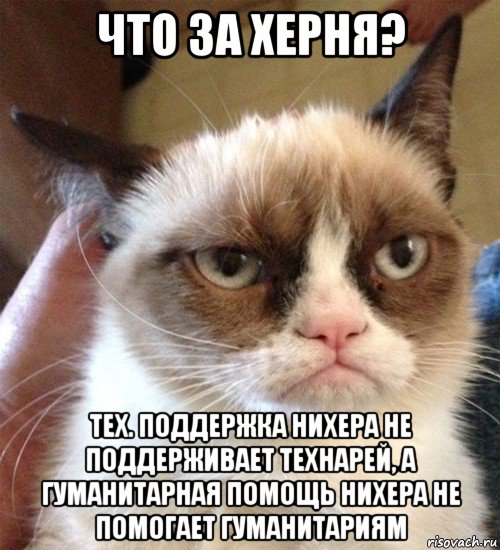 что за херня? тех. поддержка нихера не поддерживает технарей, а гуманитарная помощь нихера не помогает гуманитариям, Мем Грустный (сварливый) кот