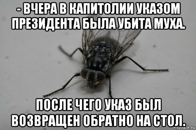 Муха смеется. Муха Мем. Мемы про муху. Шутки про муху. Смешные мемы про мух.