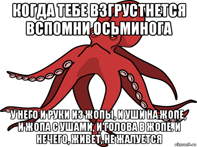 Если тебе грустно подумай про осьминога картинка