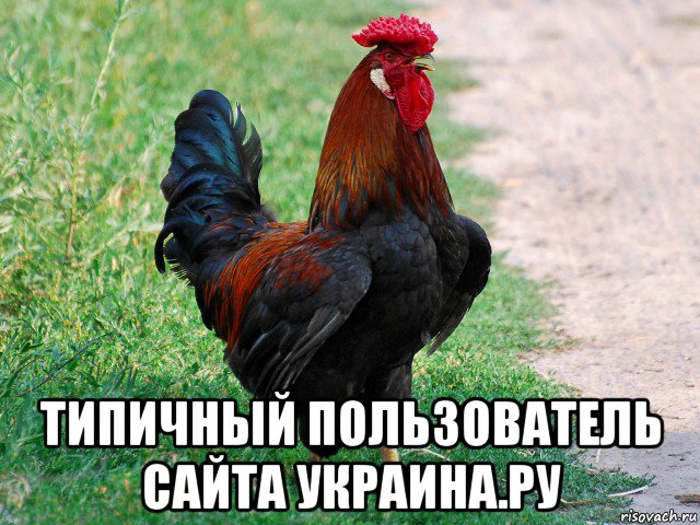  типичный пользователь сайта украина.ру, Мем петух